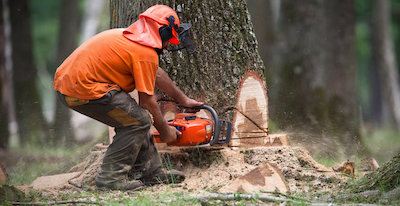 tree removal in New York